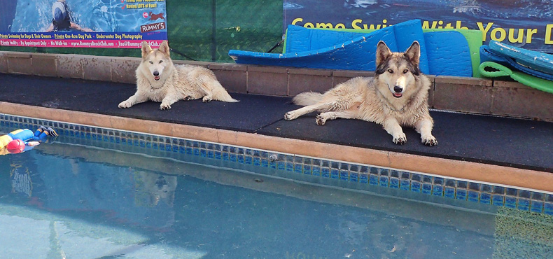 Wolfster & Luna Loo love to swim