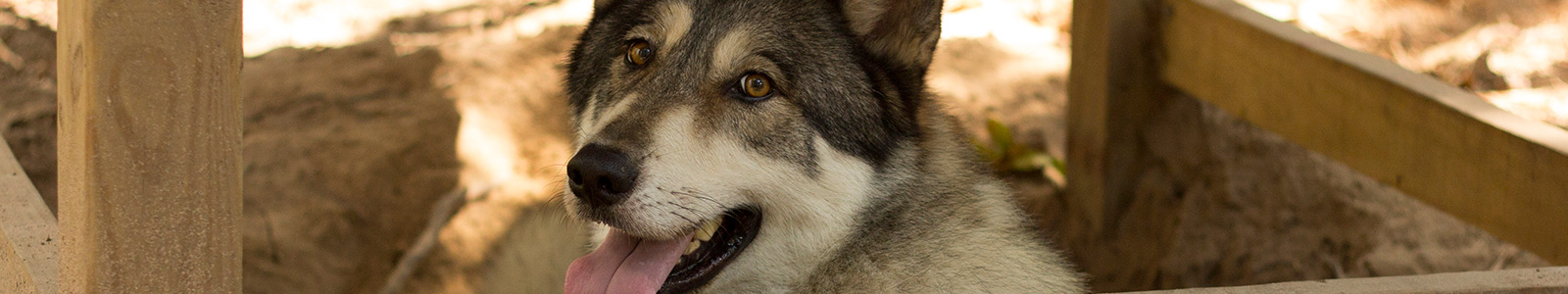 Texas Wolfdog Project WALK*TOUR*VOLUNTEER Header Image