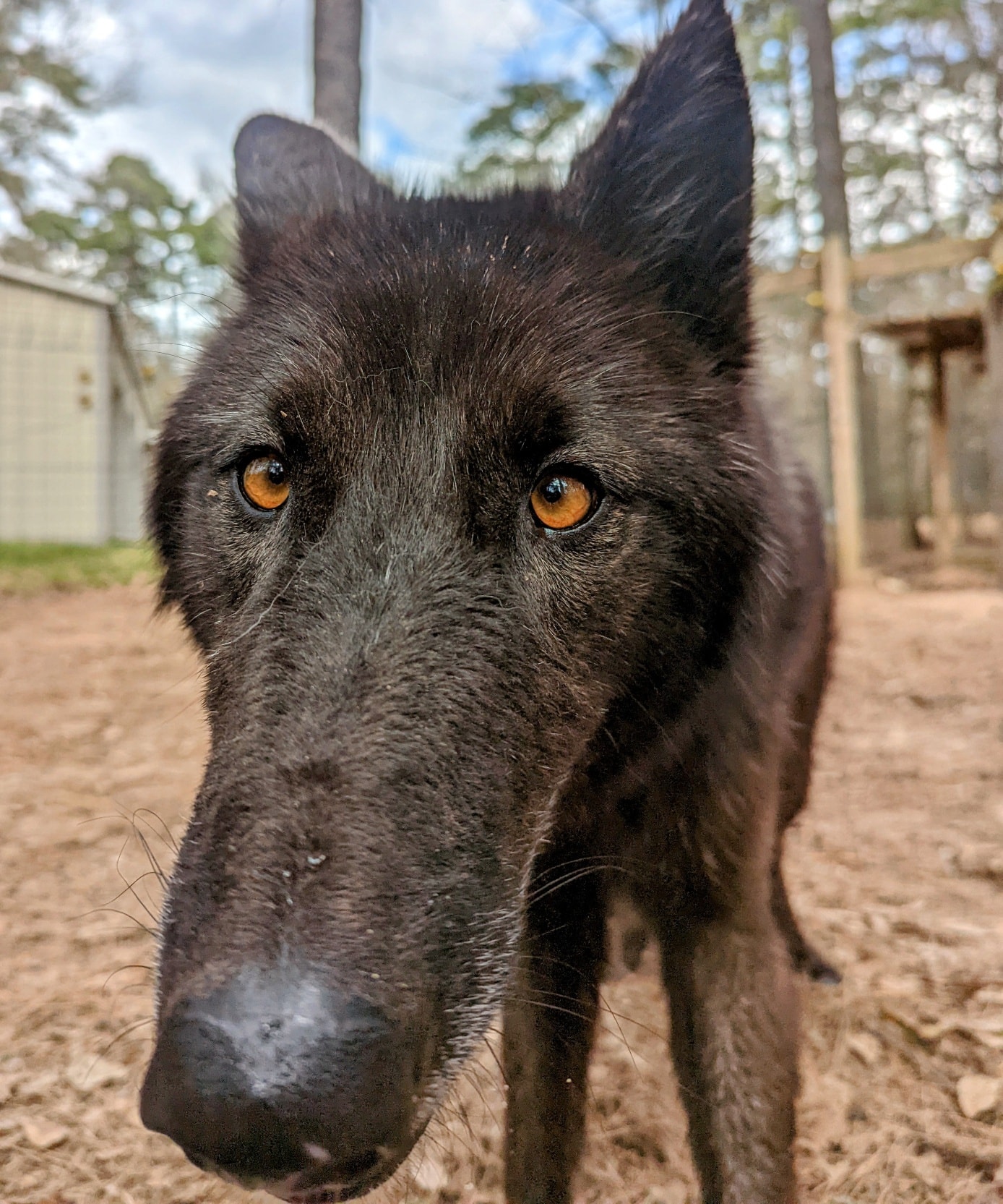 Texas Wolfdog Project | Adoptable Animals - Detail
