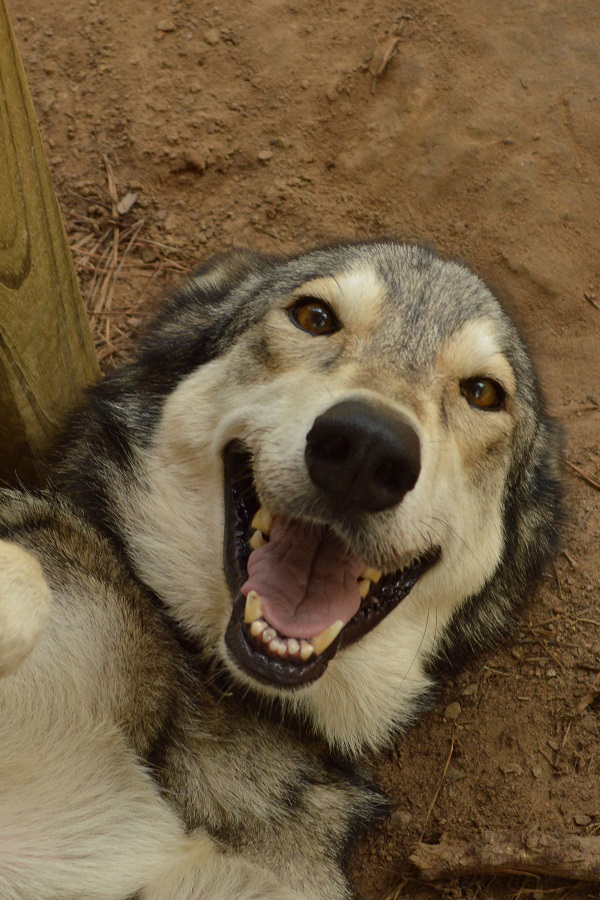 Ridiculously photogenic wolfdog