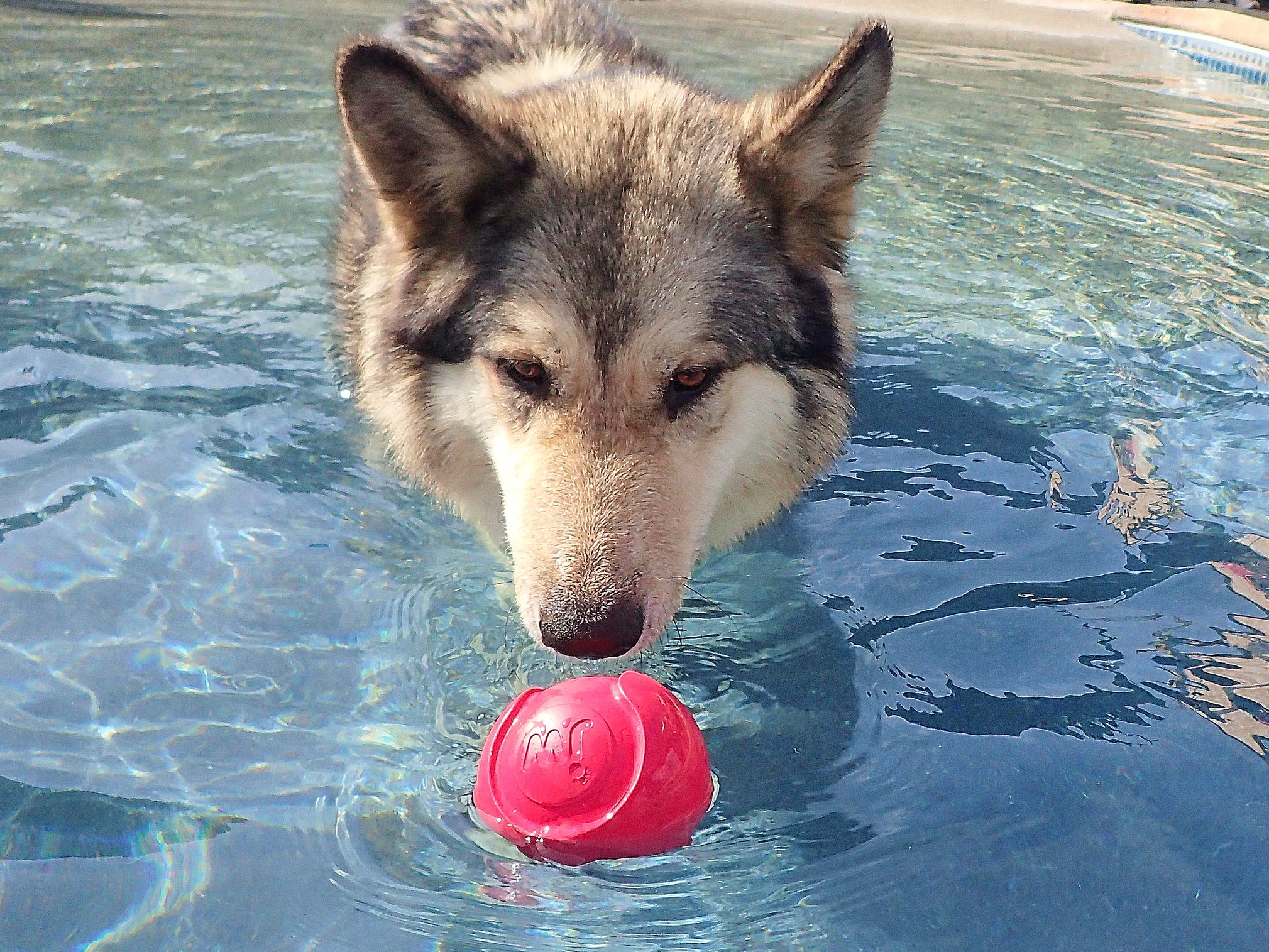 Wolfster likes to swim