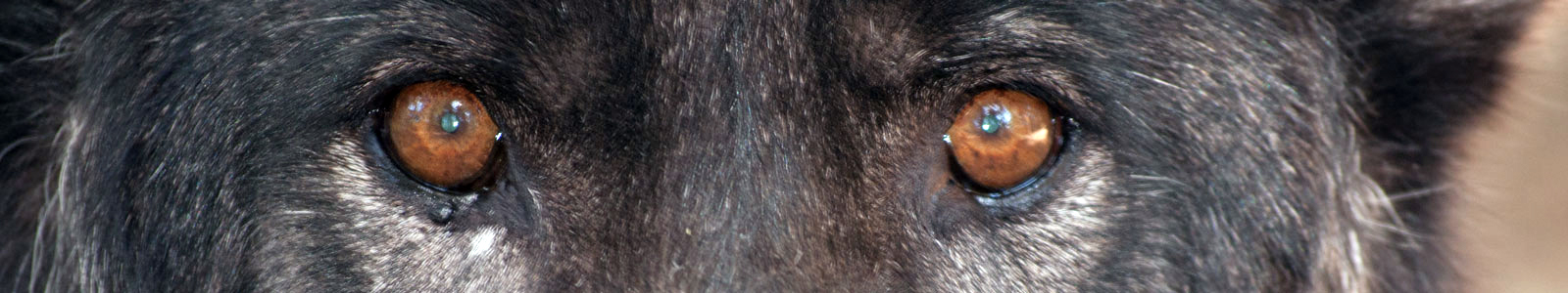 Texas Wolfdog Project Visit the Shelter Header Image