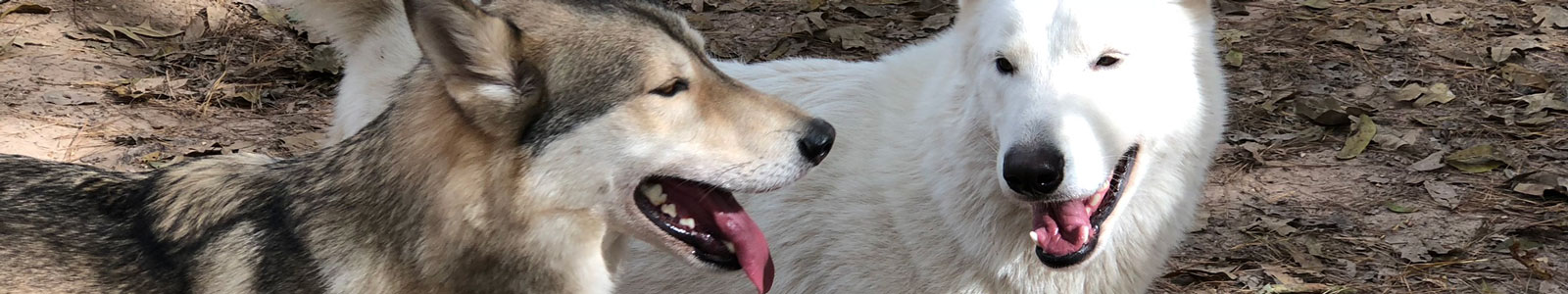 Texas Wolfdog Project Happy Tails Header Image