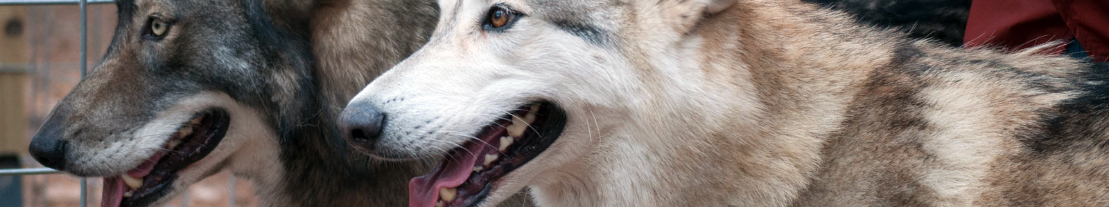 Texas Wolfdog Project Ambassadors + Long-Term Residents Header Image