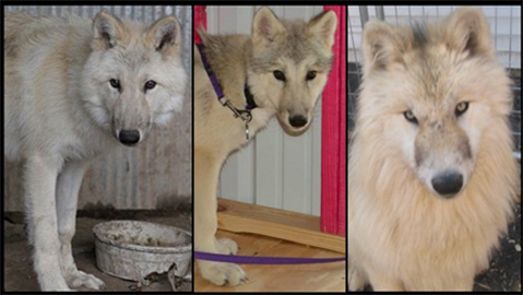 Texas Wolfdog Project Arctic Wolves