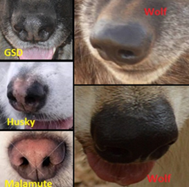 Texas Wolfdog Project | Head, Muzzle, Nose